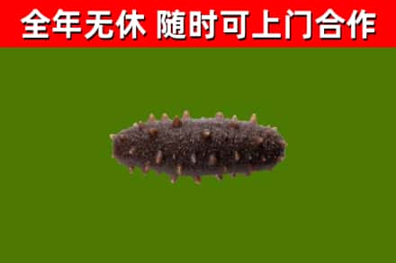重庆市回收海参干